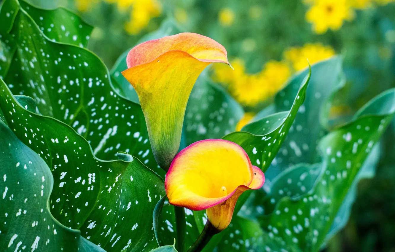 Photo wallpaper leaves, flowers, flowers, leaves, Calla lilies, Calla