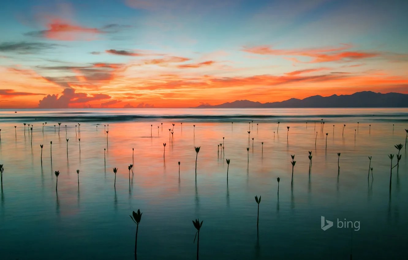 Photo wallpaper sea, the sky, sunset, mountains, Honduras, mangrove seedlings