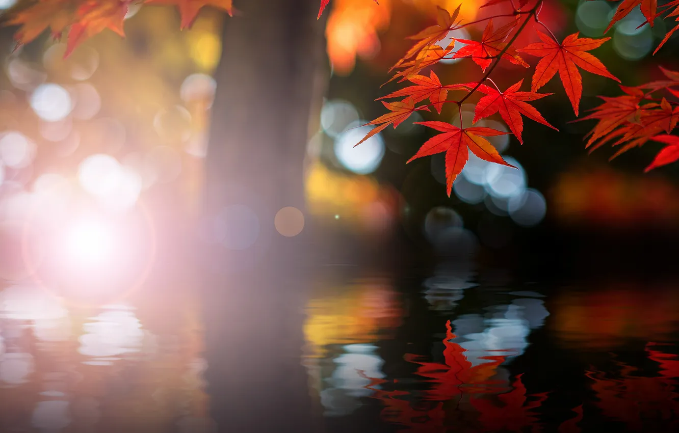 Photo wallpaper autumn, water, red, glare, reflection, ruffle, maple