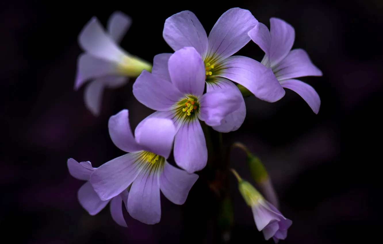 Photo wallpaper macro, background, petals, inflorescence
