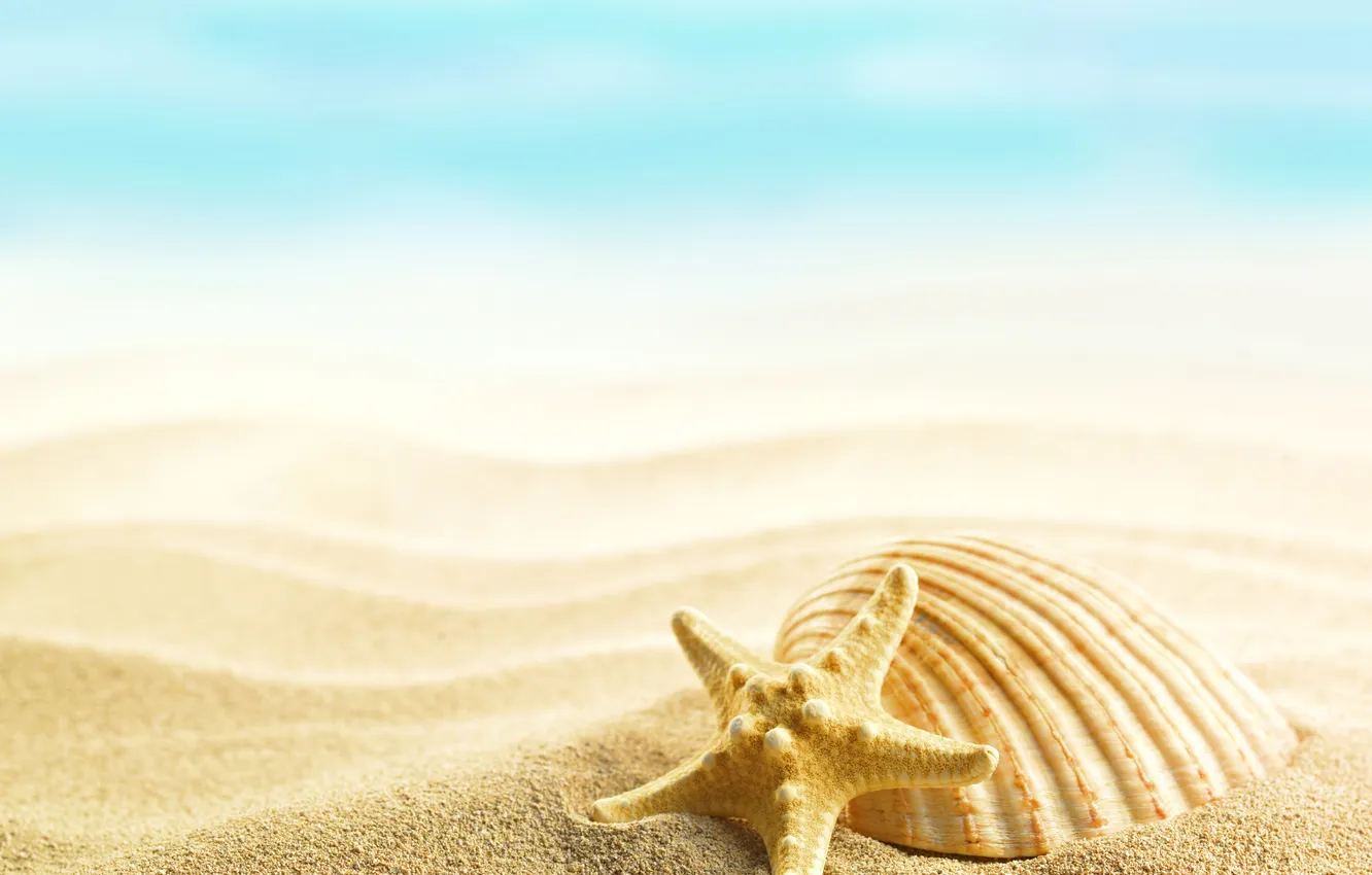 Photo wallpaper summer, beach, sand, shells, seashells