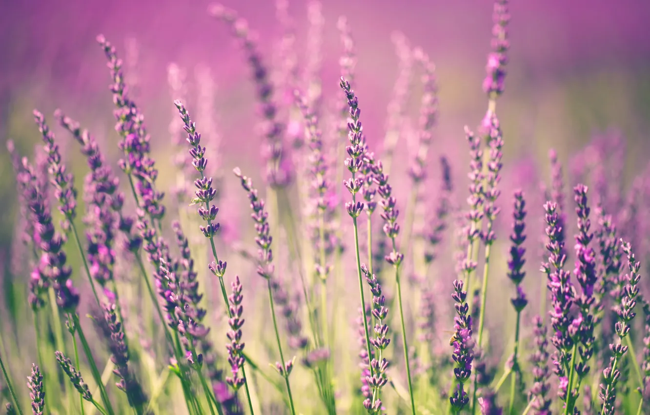 Photo wallpaper flowers, flowering, flowers, lavender, lavender, bloom