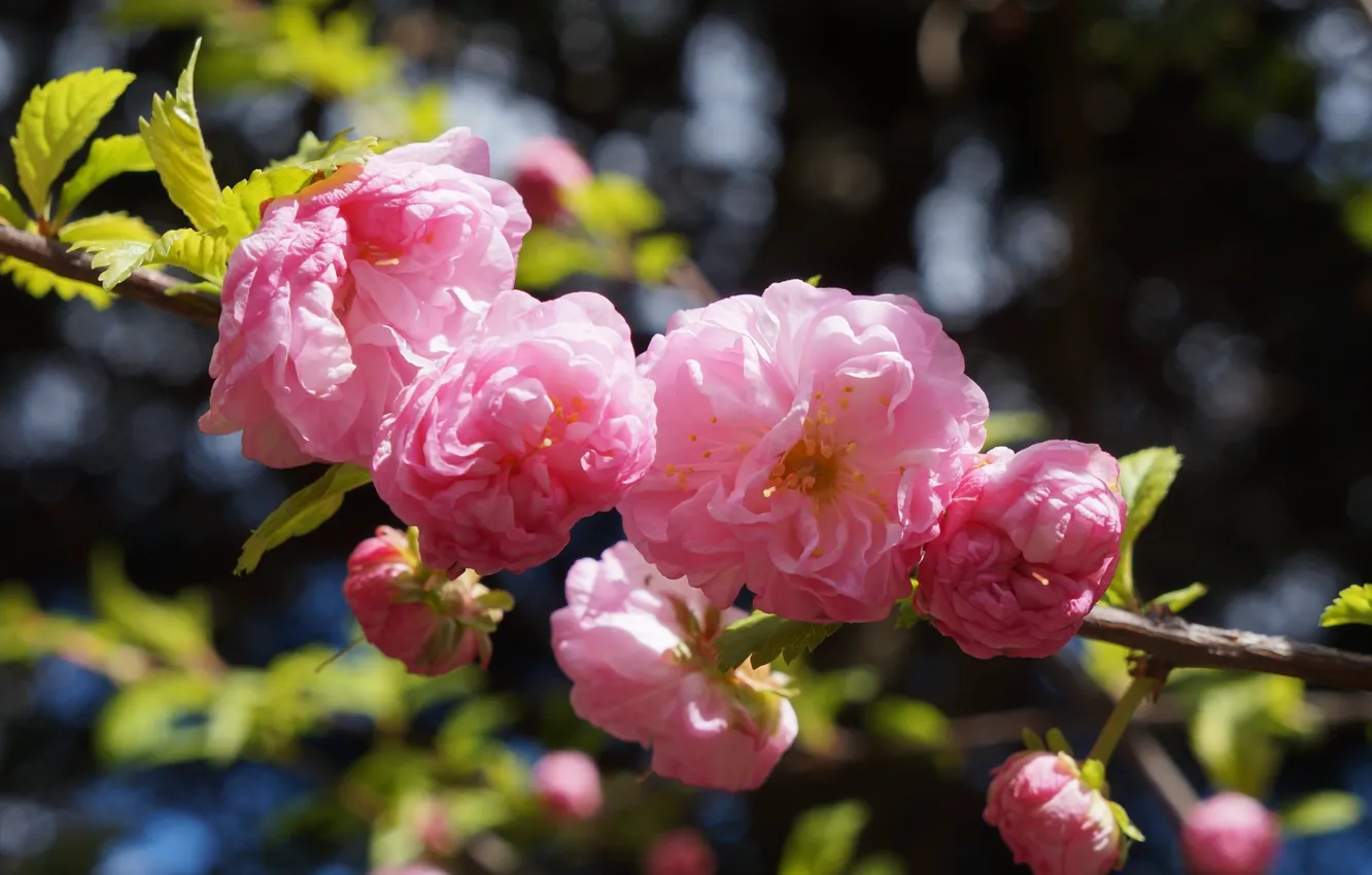 Photo wallpaper flower, blooming, ponk