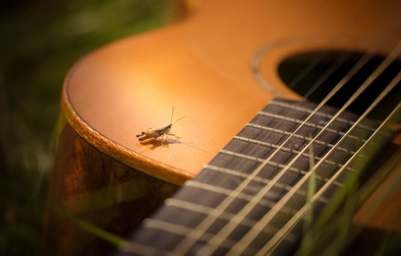 Photo wallpaper summer, guitar, grasshopper