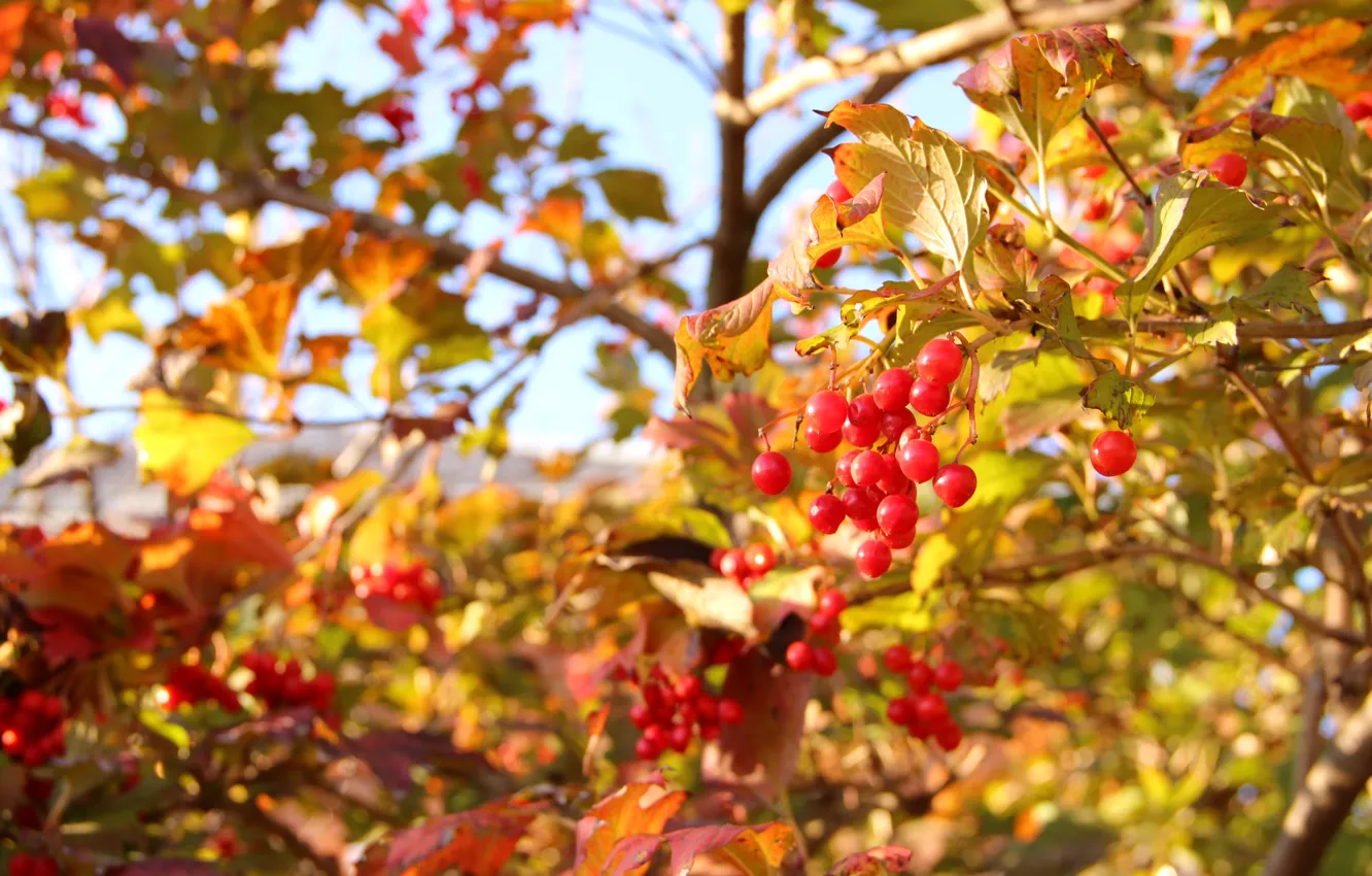Photo wallpaper autumn, Kalina.berries, clear skies