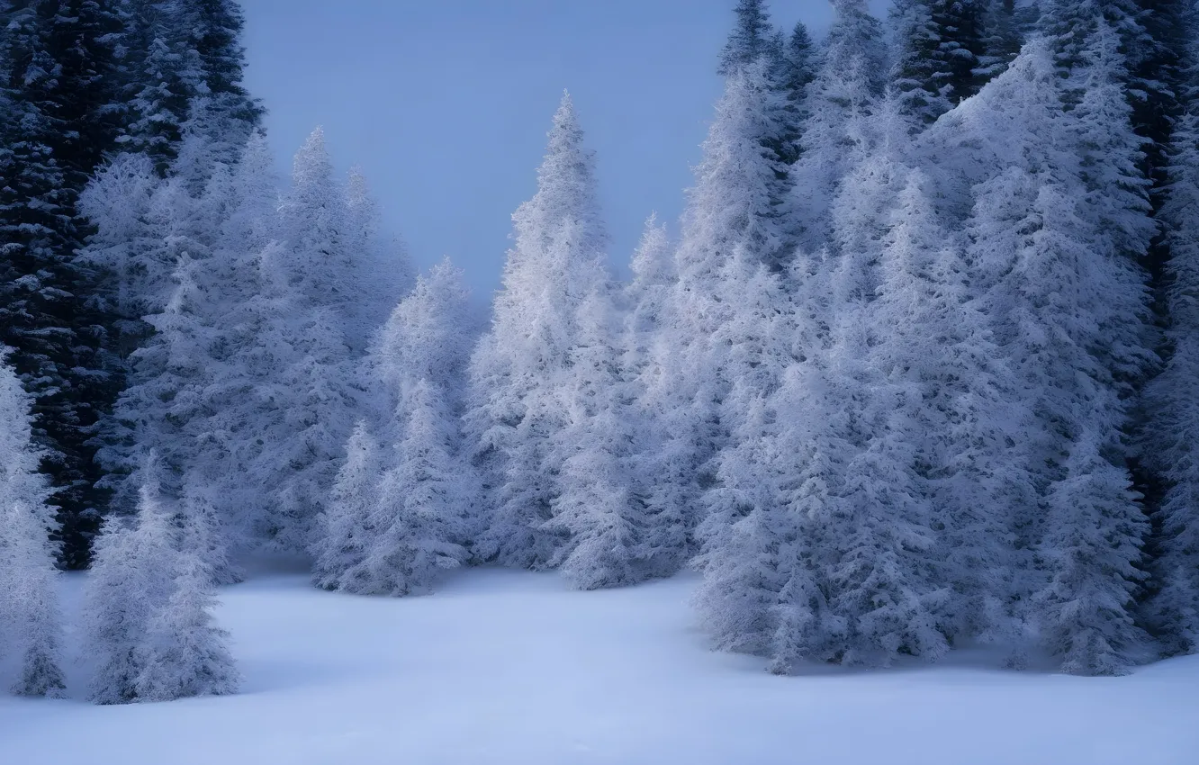 Photo wallpaper winter, frost, forest, snow, trees, nature, winter, tree