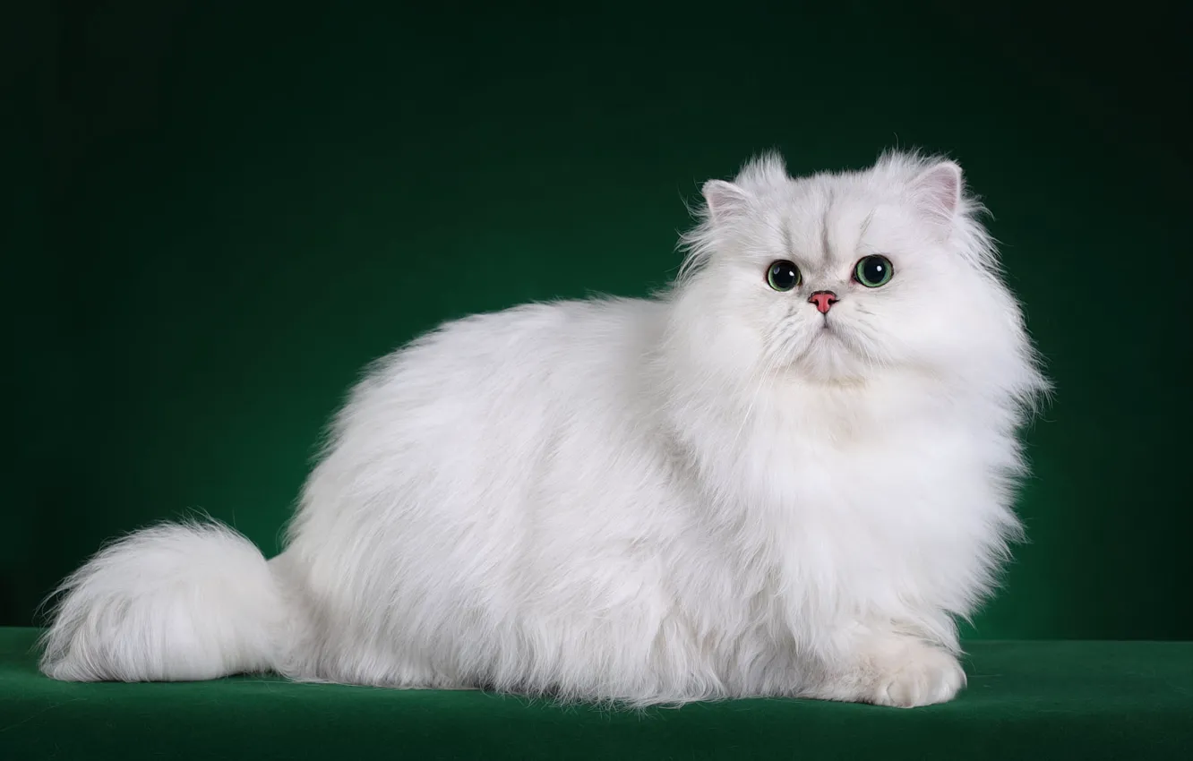 Photo wallpaper cat, cat, white, Studio, chinchilla