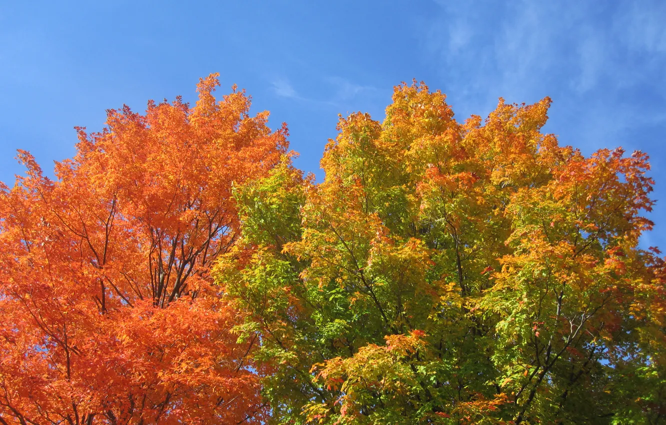 Photo wallpaper autumn, the sky, leaves, trees, crown