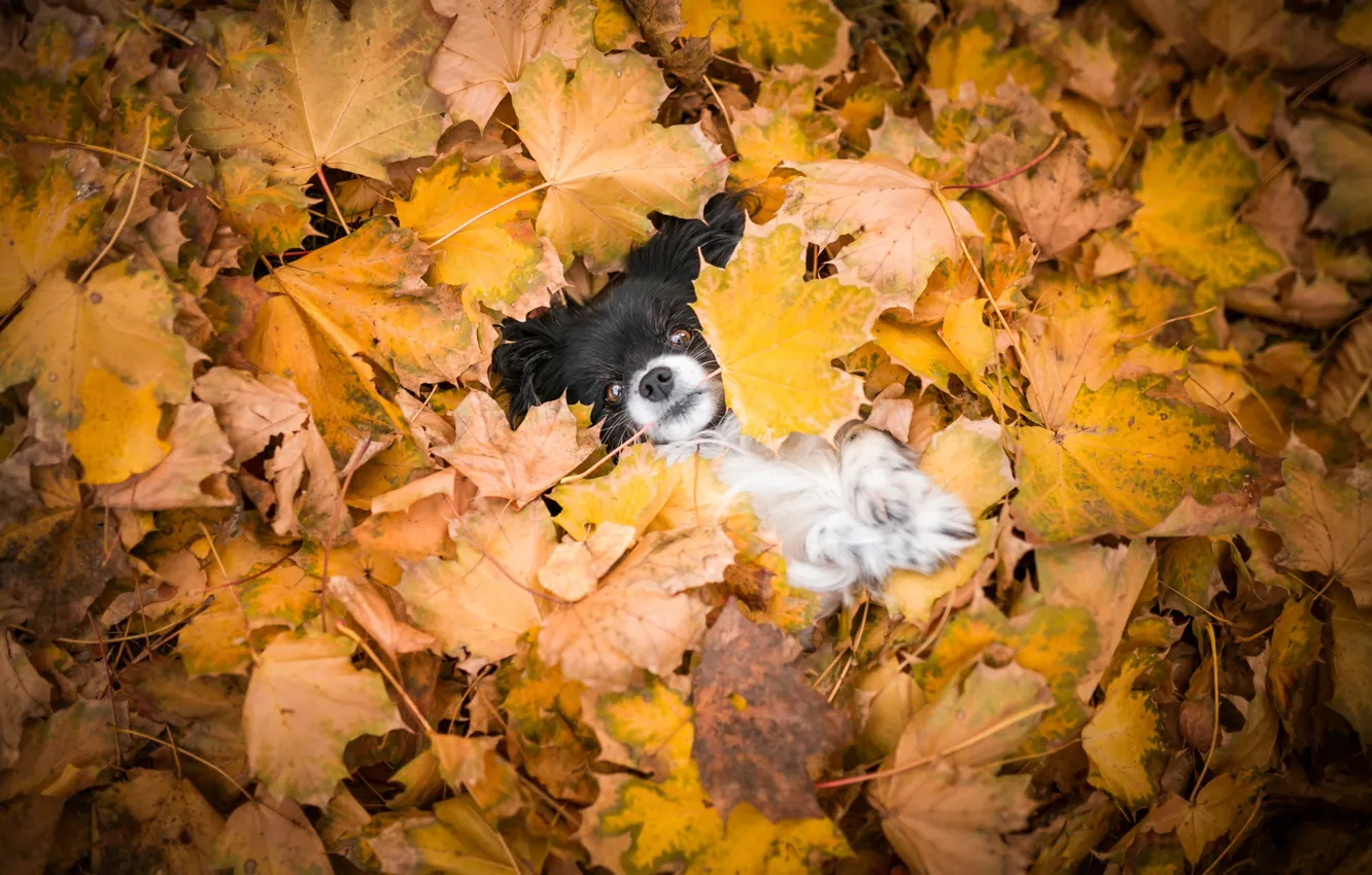Photo wallpaper autumn, look, leaves, nature, background, foliage, legs, dog