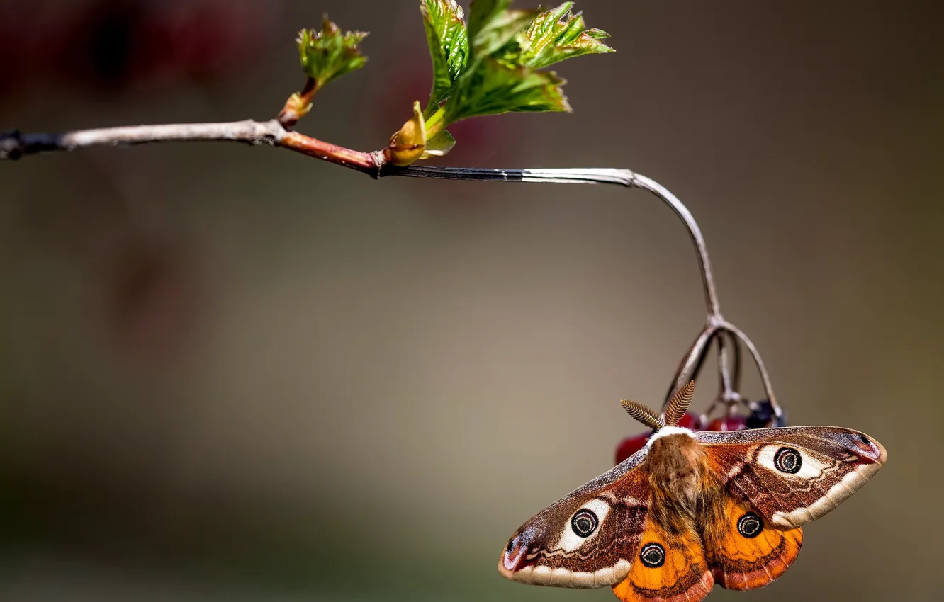 Photo wallpaper macro, butterfly, branch, Small Emperor moth