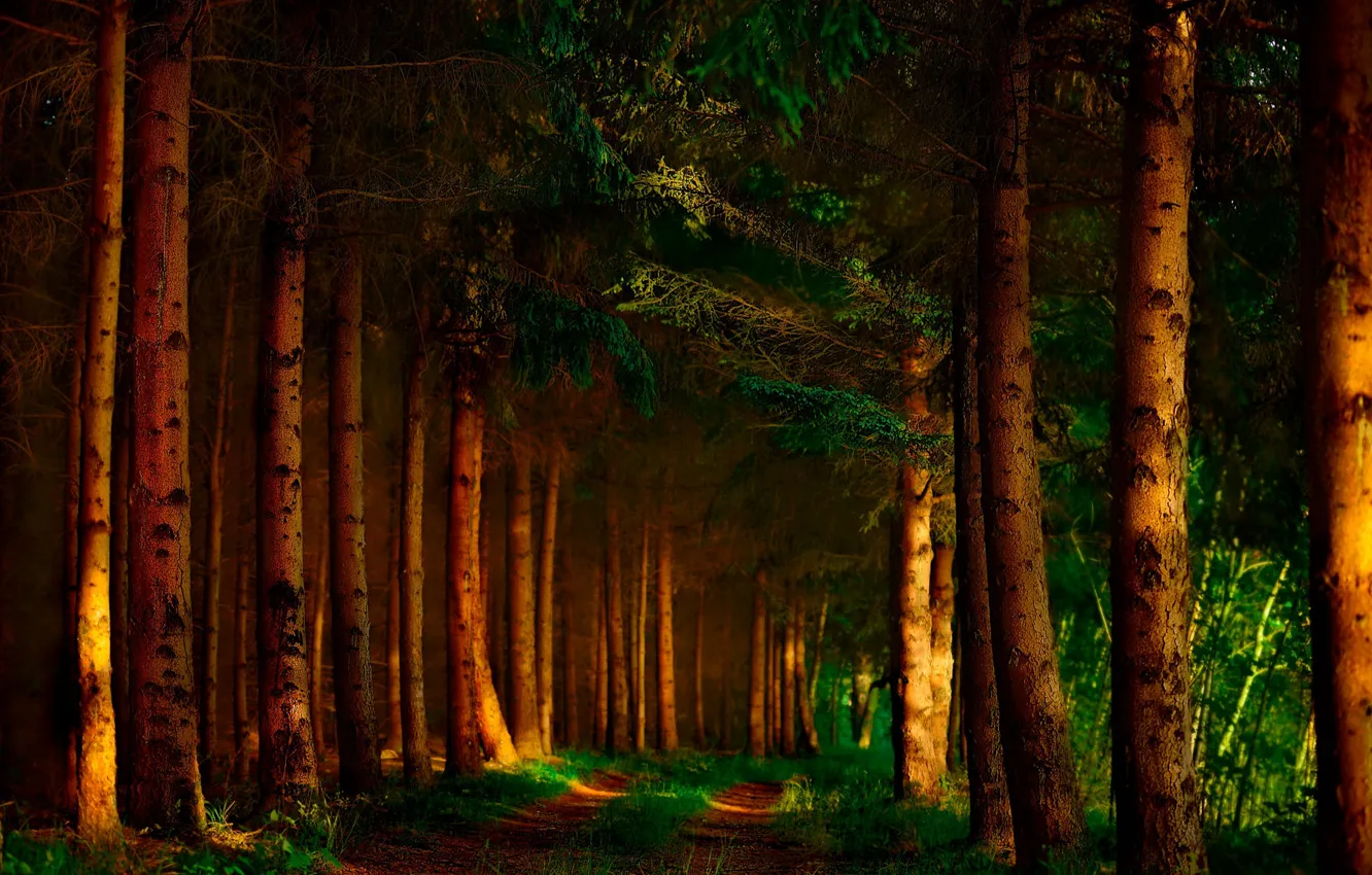 Photo wallpaper road, forest, light, nature, the darkness, shadows