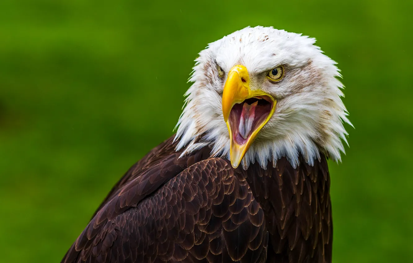 Photo wallpaper bird, eagle, beak, Creek, green background, open, predatory, bald eagle