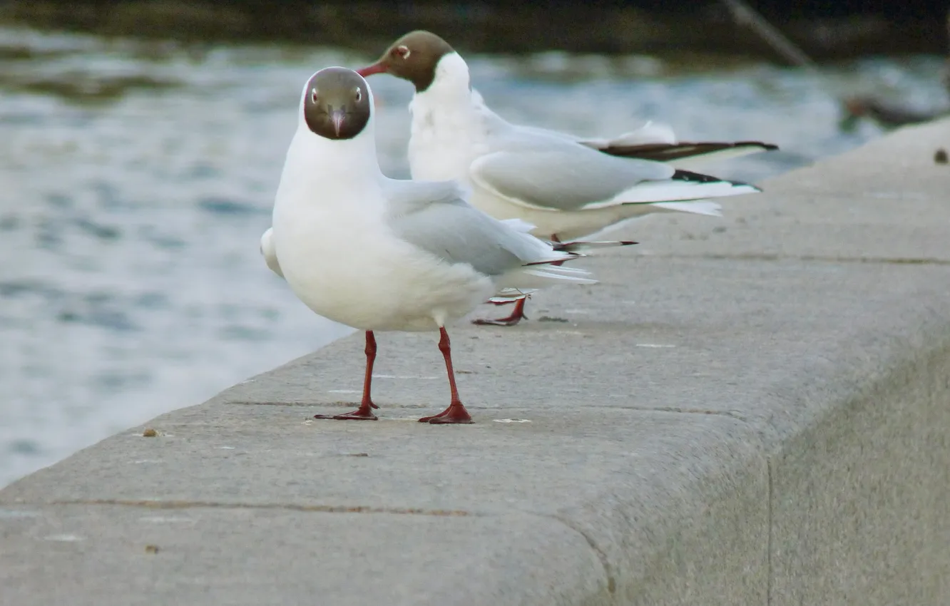 Photo wallpaper bird, seagulls, promenade