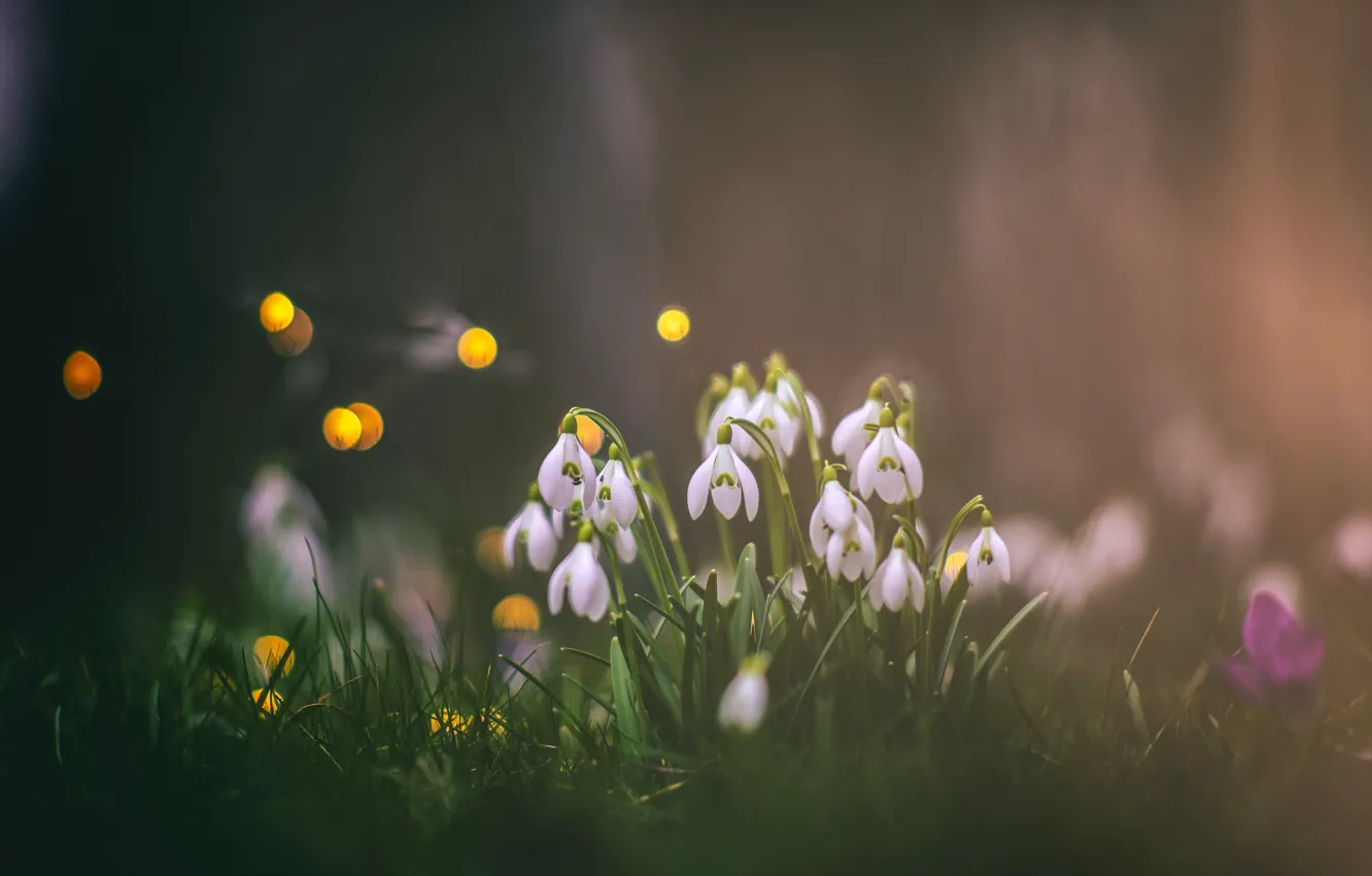 Photo wallpaper flowers, glade, spring, snowdrops, bokeh