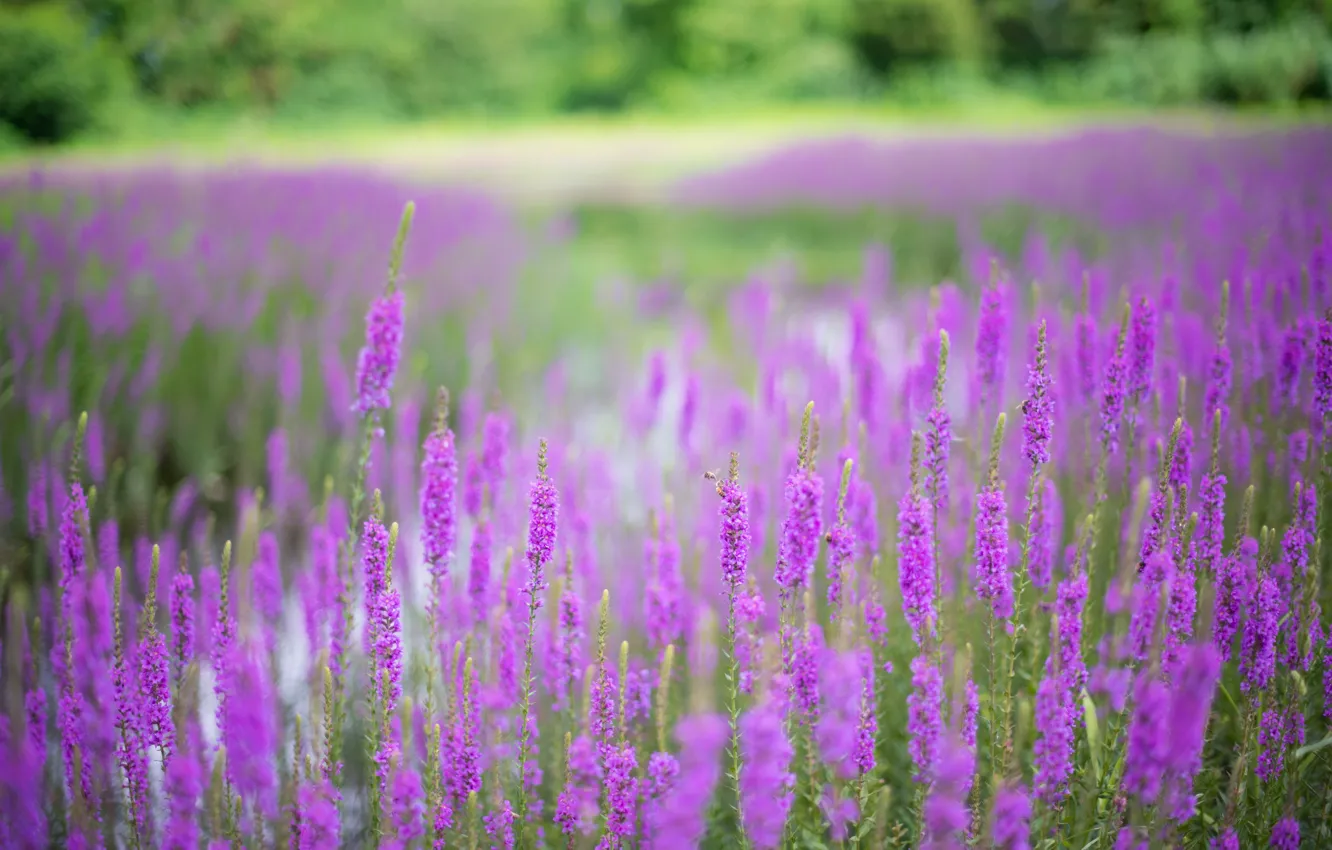 Photo wallpaper flowers, field, Veronica, pink, glade
