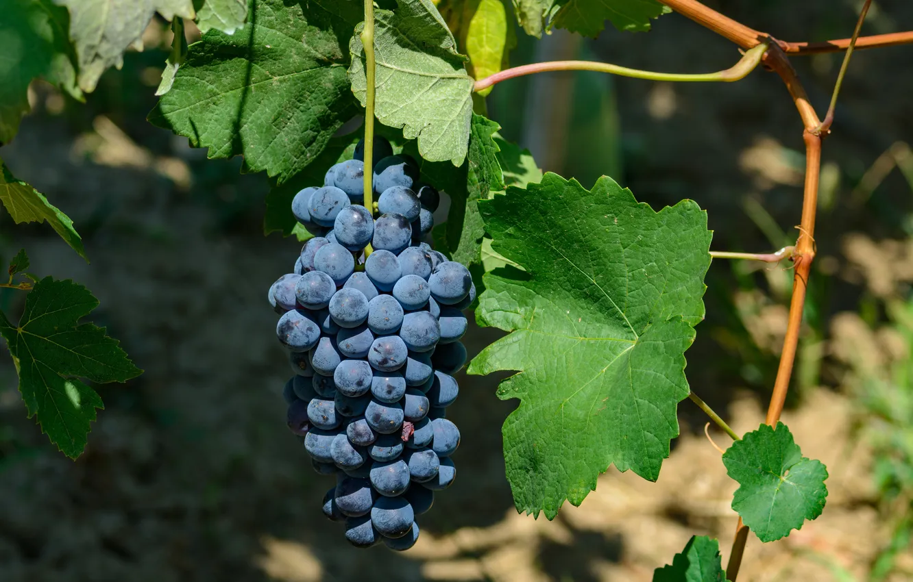 Photo wallpaper grapes, bunch, vine