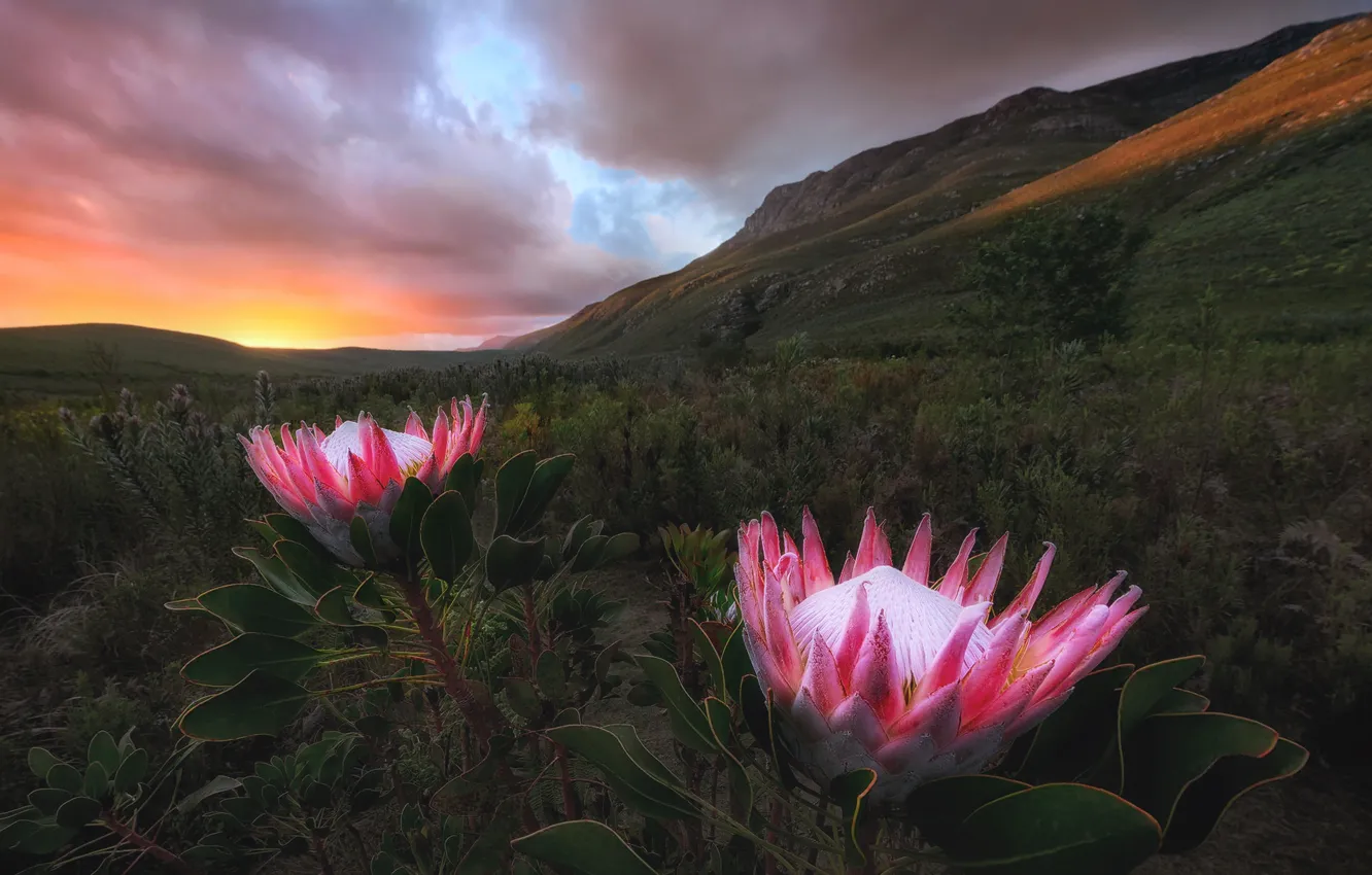 Photo wallpaper the sky, clouds, light, flowers, mountains, Africa