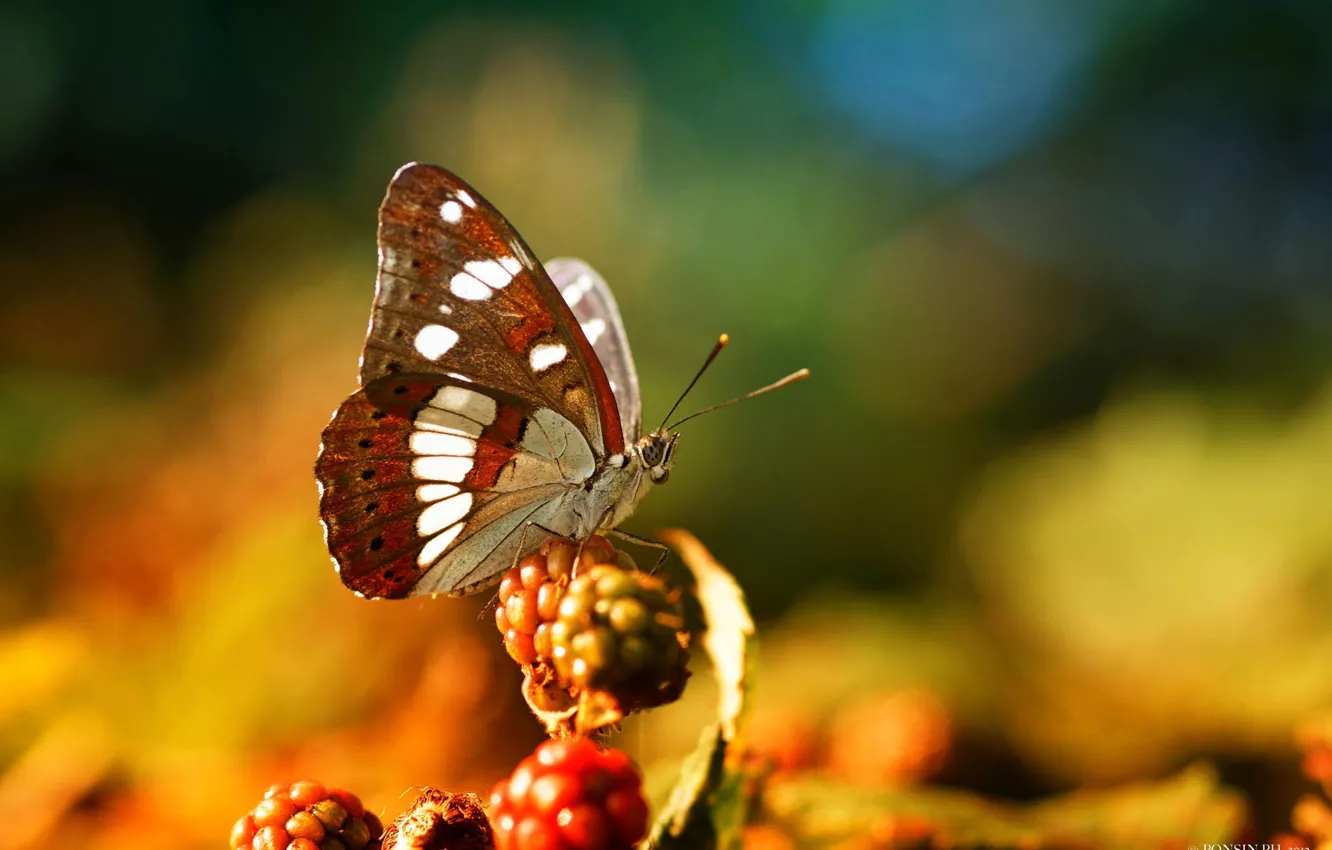 Photo wallpaper macro, berries, butterfly, insect