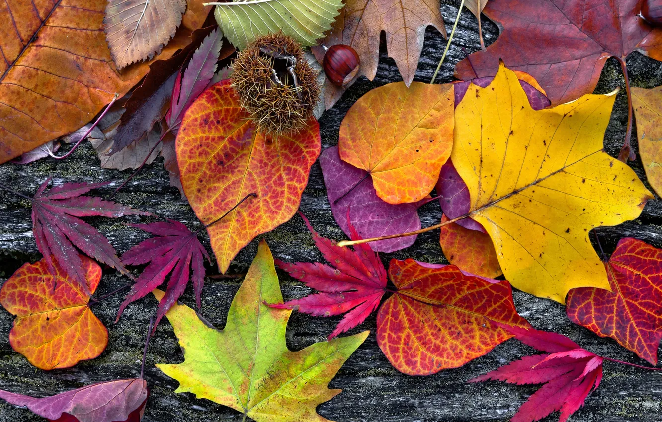 Photo wallpaper leaves, trees, colorful, wood, autumn, leaves, autumn