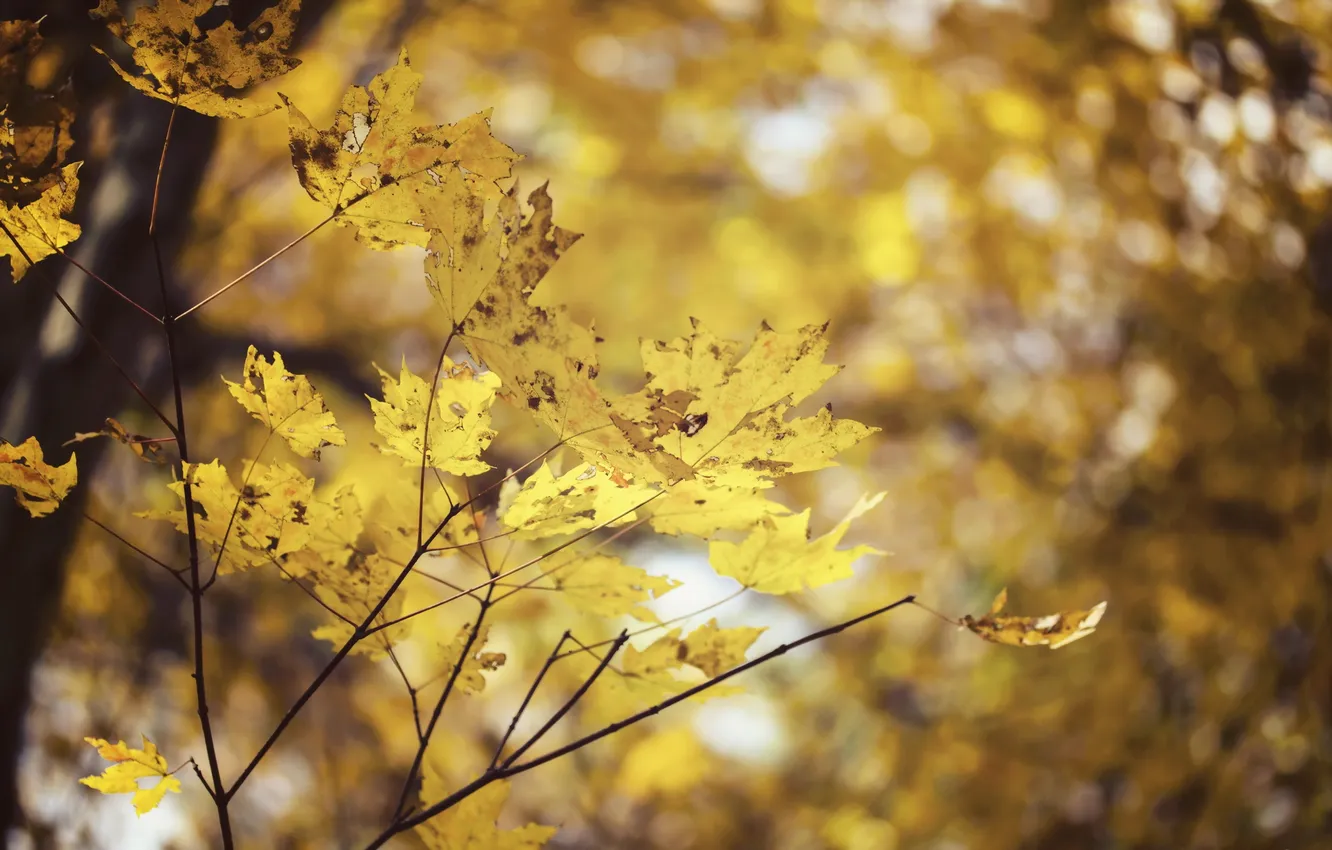 Photo wallpaper autumn, leaves, nature