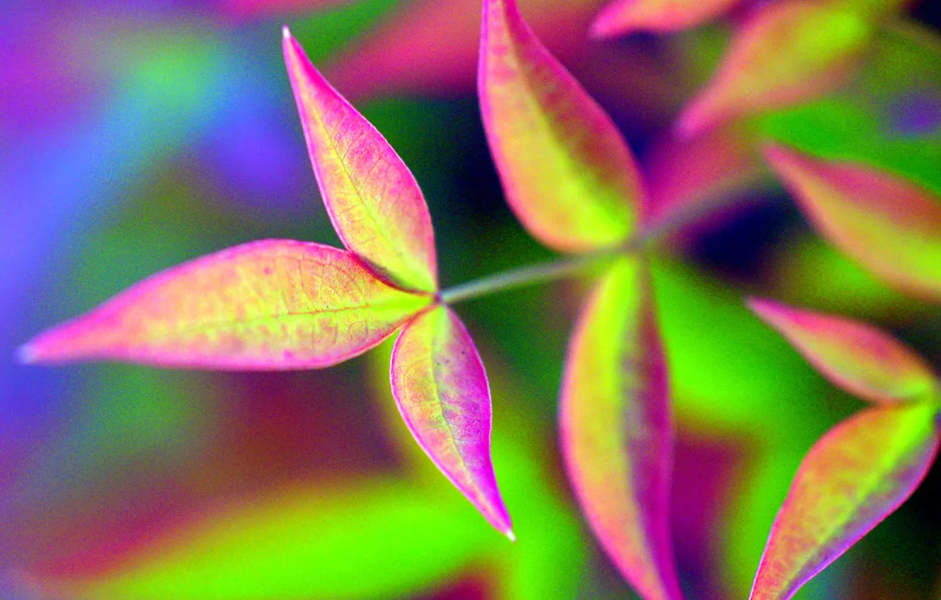 Photo wallpaper leaves, branches, nature, color