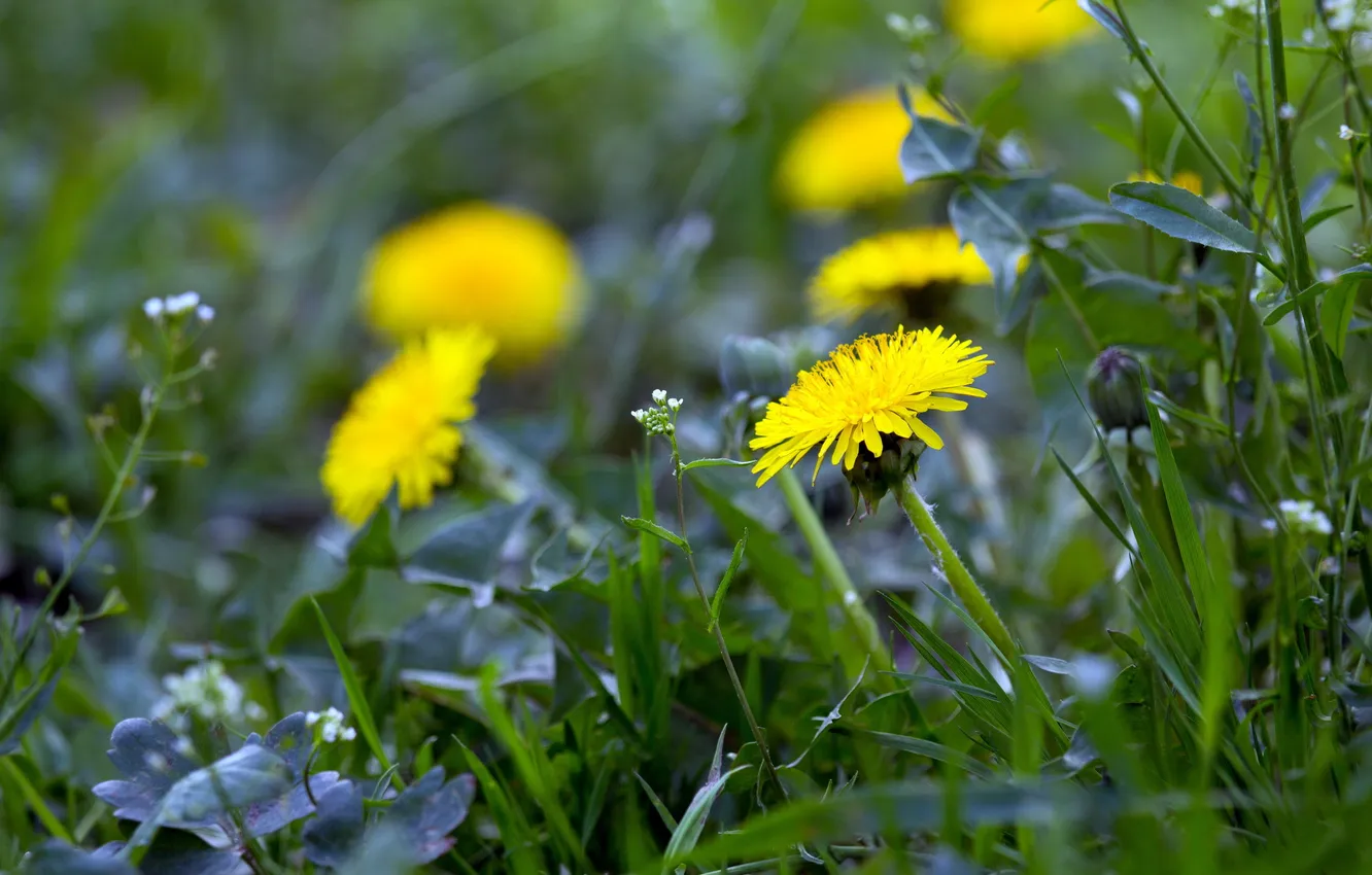 Photo wallpaper grass, nature, dandelion