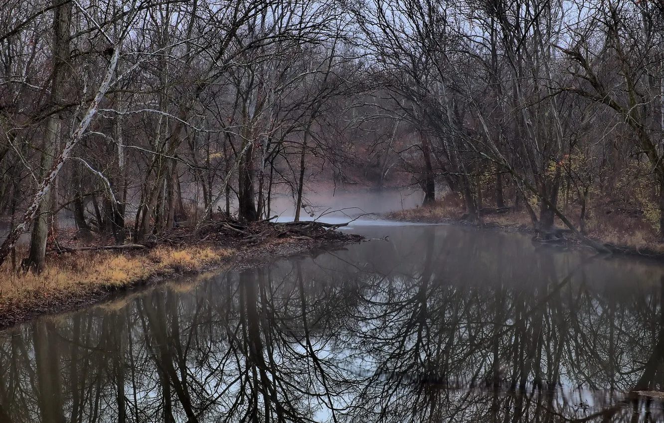 Photo wallpaper forest, nature, river