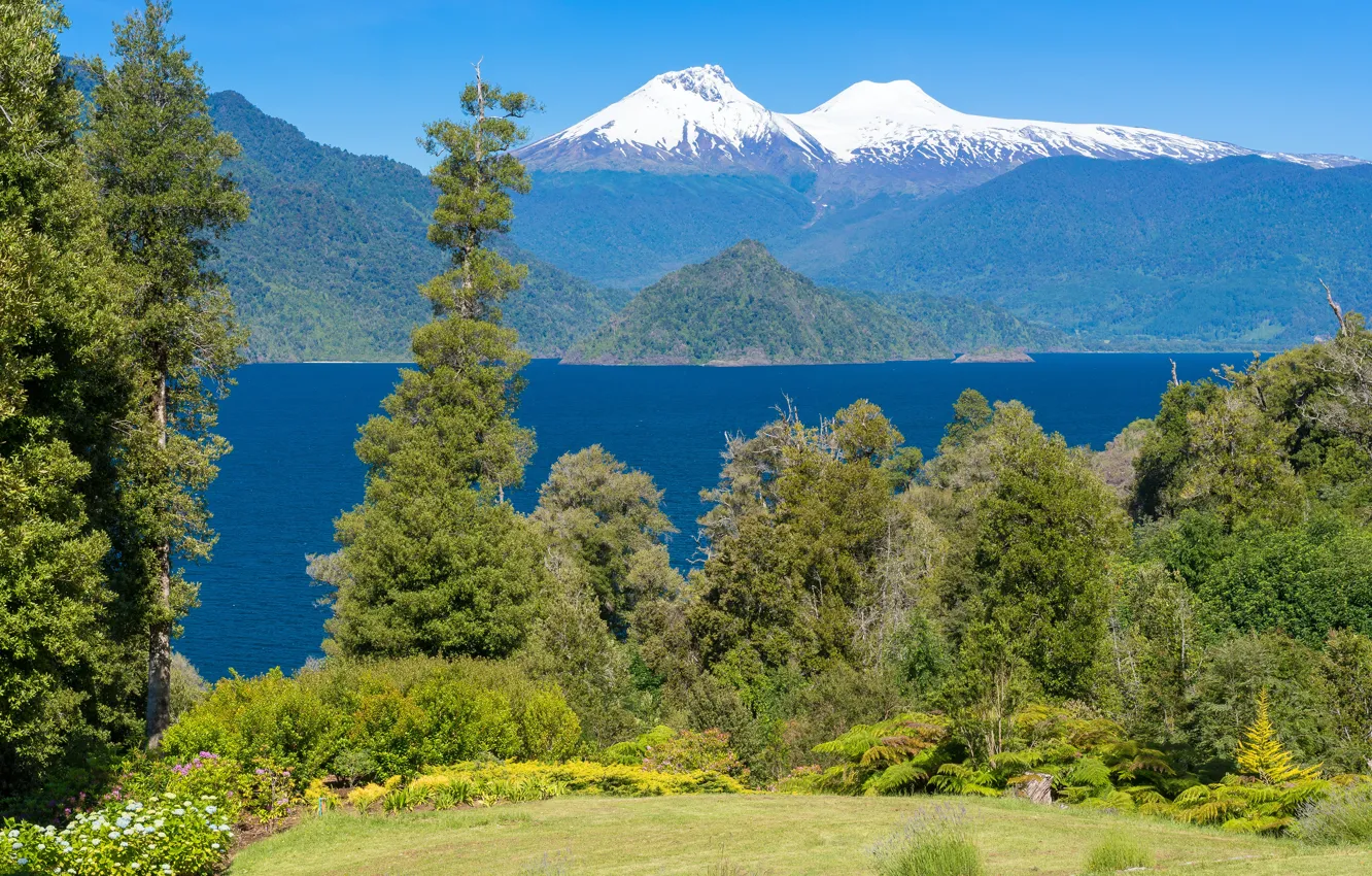 Photo wallpaper greens, forest, grass, the sun, trees, flowers, mountains, nature