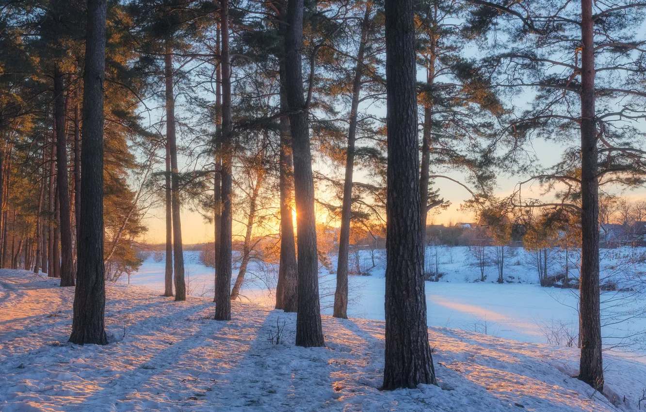 Photo wallpaper snow, trees, Moscow oblast, Dmitry Martynenko, March sunset