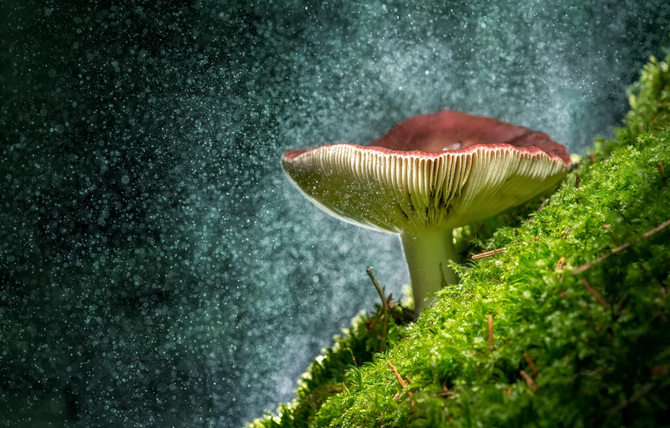 Photo wallpaper close-up, mushrooms, moss