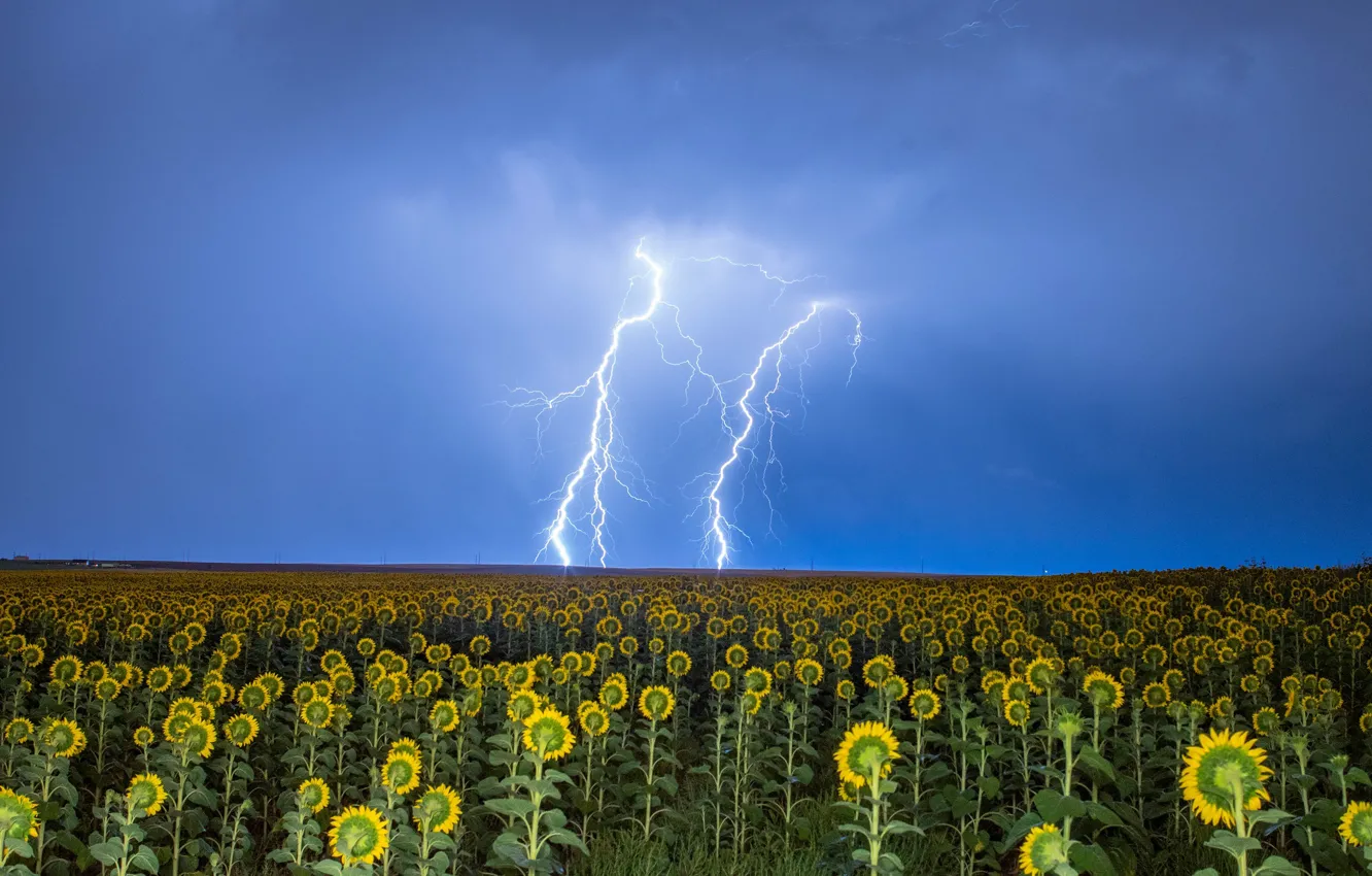 Photo wallpaper the storm, field, the sky, sunflowers, flowers, lightning