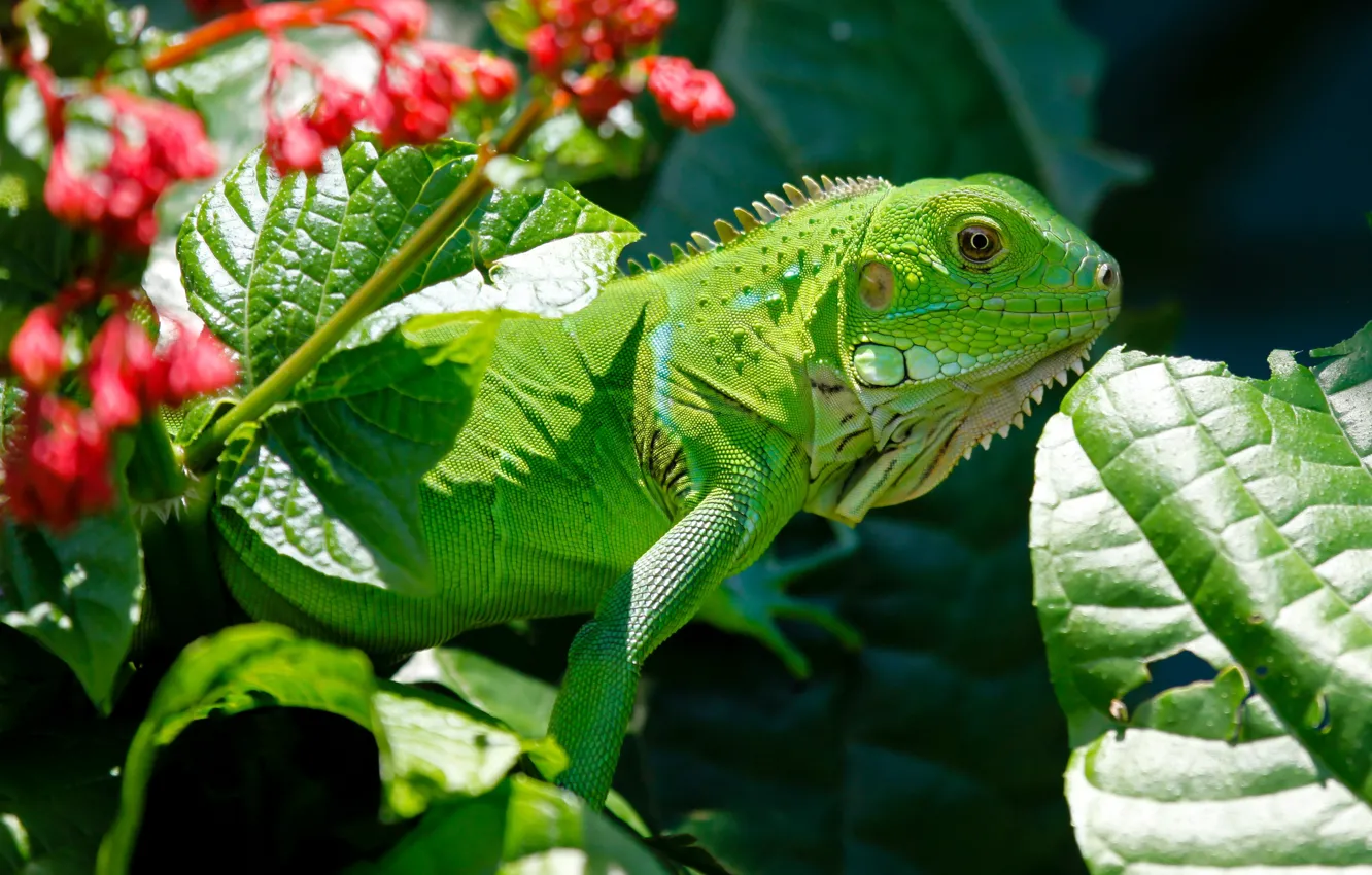 Photo wallpaper leaves, nature, iguana, reptile