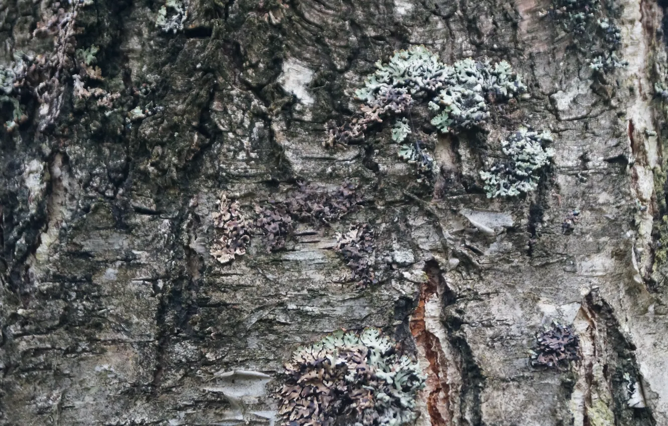 Photo wallpaper trees, texture, bark, birch