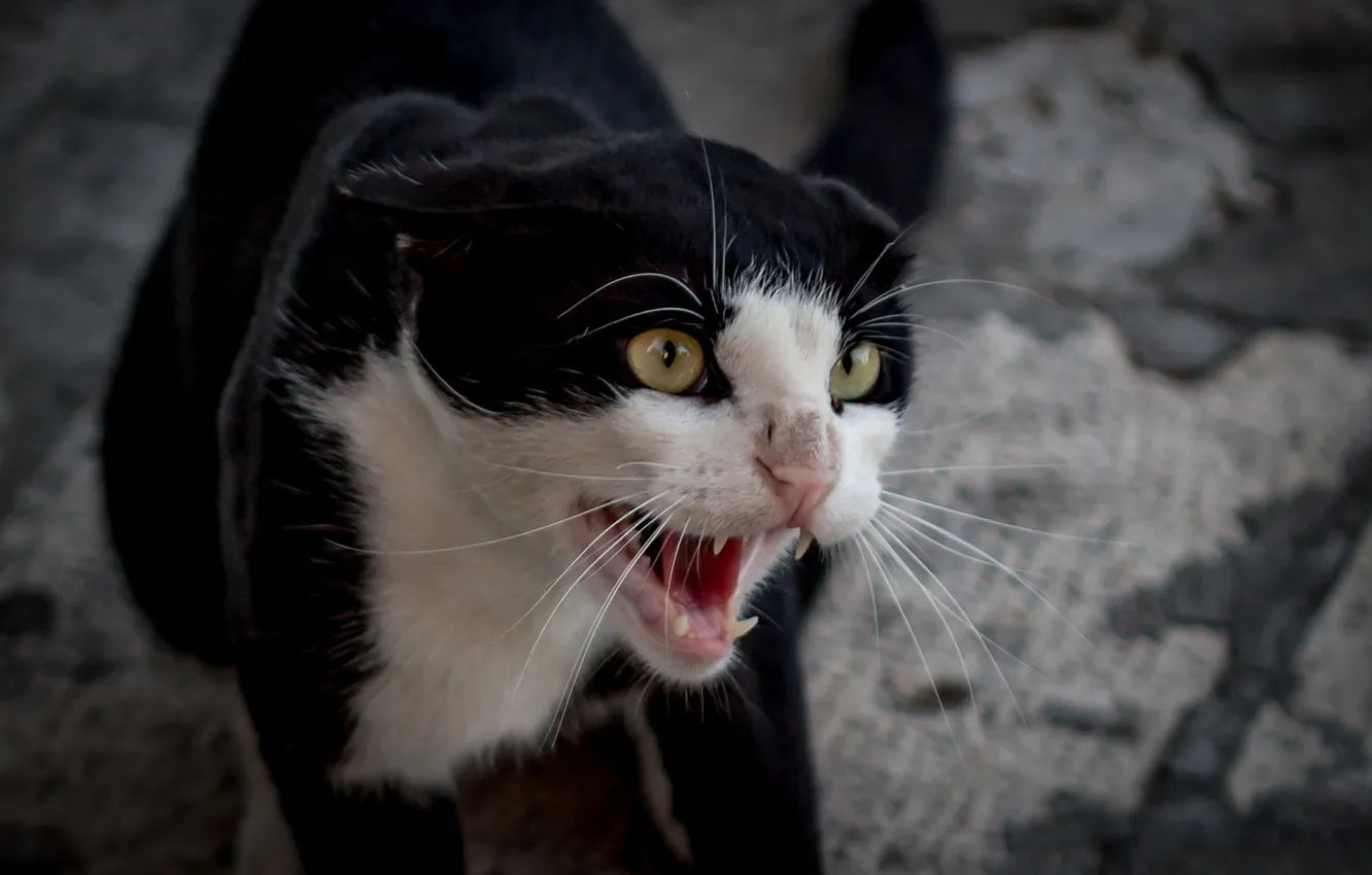 Photo wallpaper cat, cat, look, pose, black and white, carpet, mouth, grin