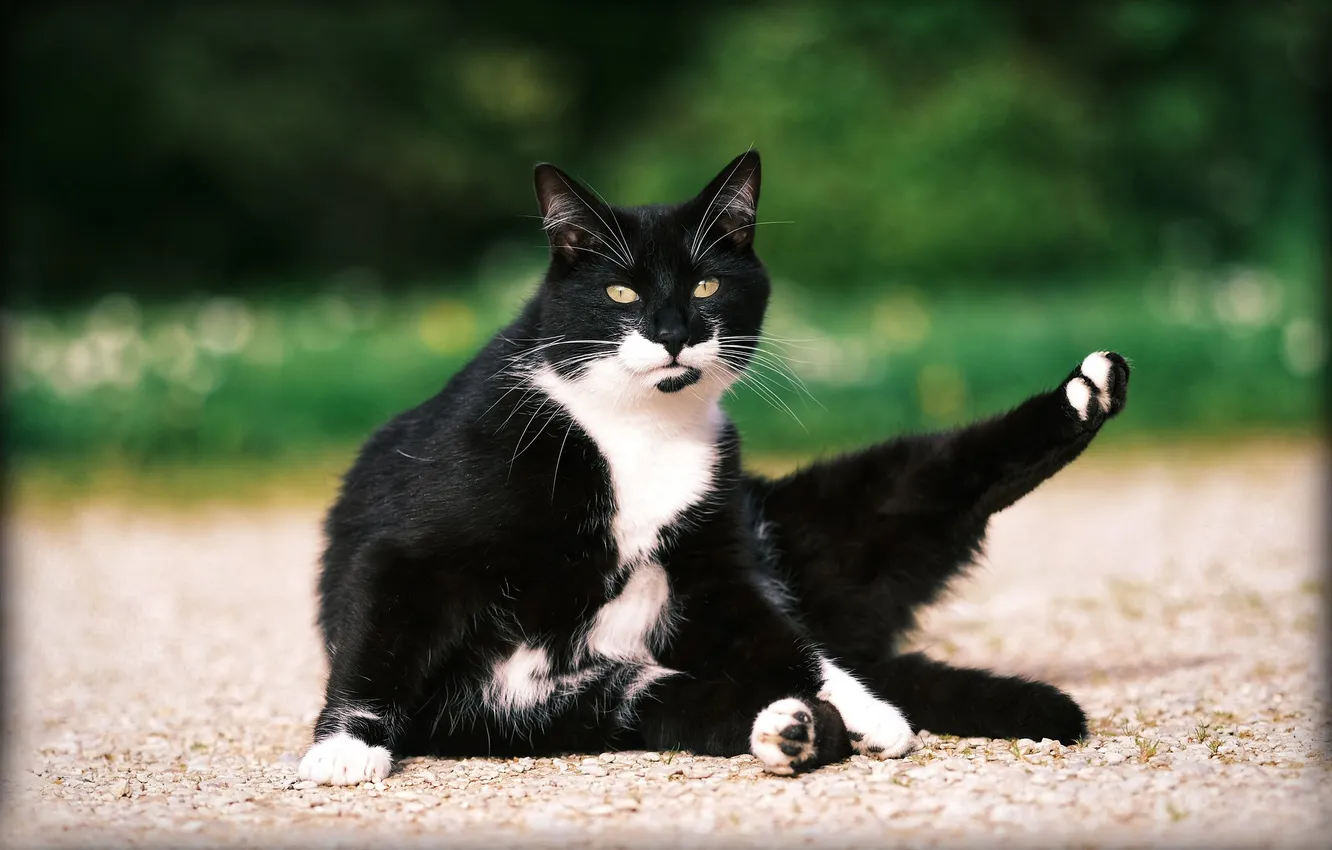 Photo wallpaper greens, cat, summer, cat, look, light, pose, black and white