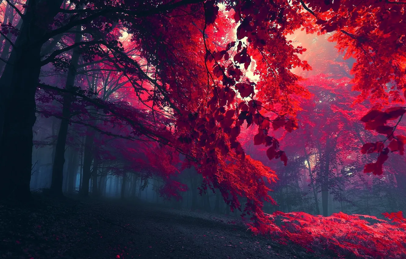 Photo wallpaper FOREST, LEAVES, TREES, BRANCHES, AUTUMN, FOLIAGE, FOG