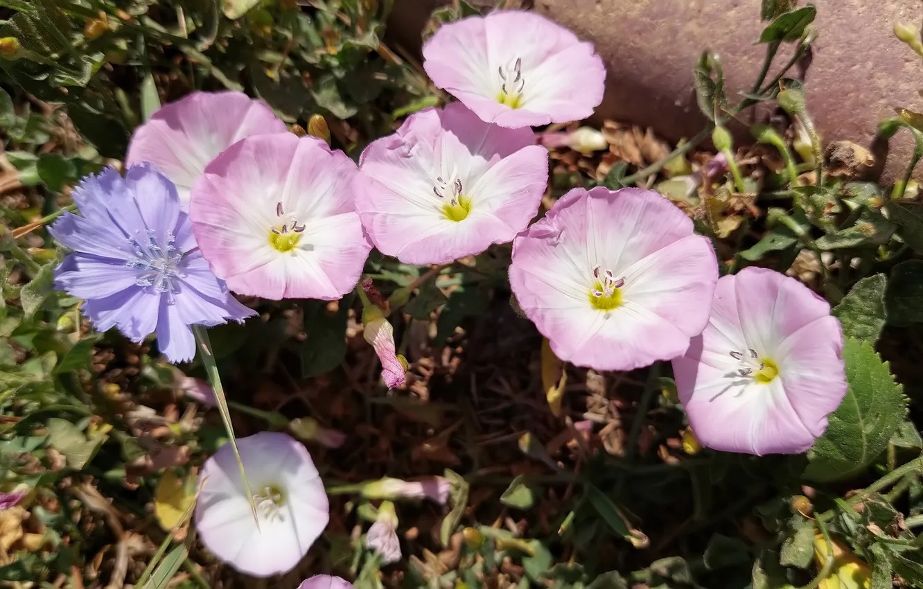 Photo wallpaper meadow, meadow flowers, birch