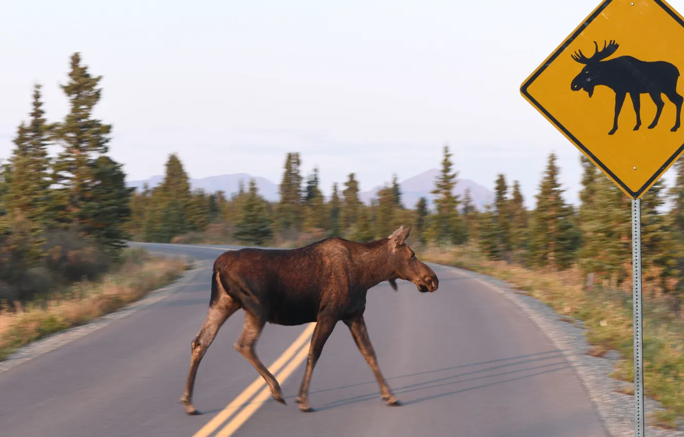 Photo wallpaper Road, Trees, Alaska, Alaska, Road, Moose, Moose, Road sign