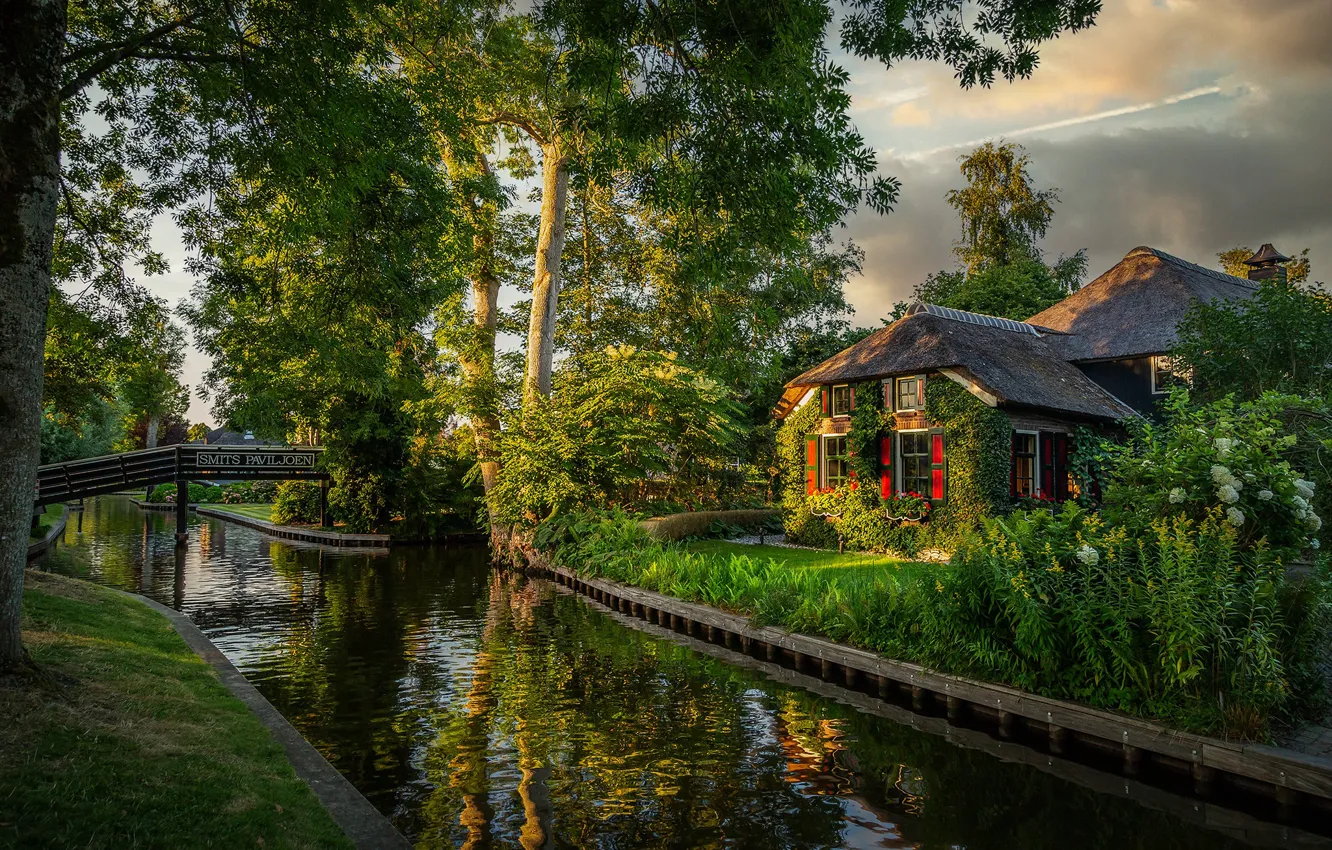 Photo wallpaper greens, summer, the sky, grass, trees, landscape, flowers, branches