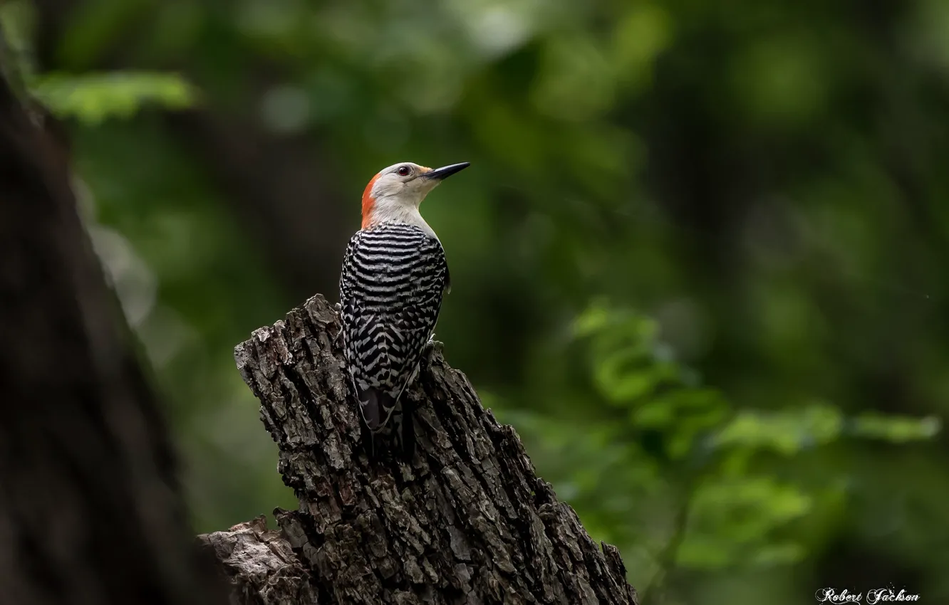 Photo wallpaper bird, feathers, color
