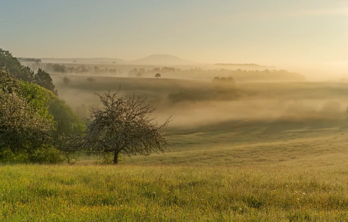 Photo wallpaper field, summer, fog