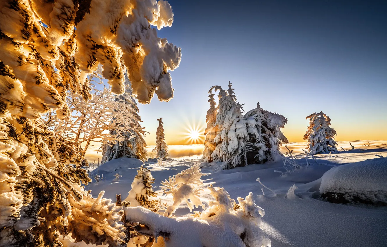 Photo wallpaper winter, the sun, rays, snow, trees, landscape, nature, shadow