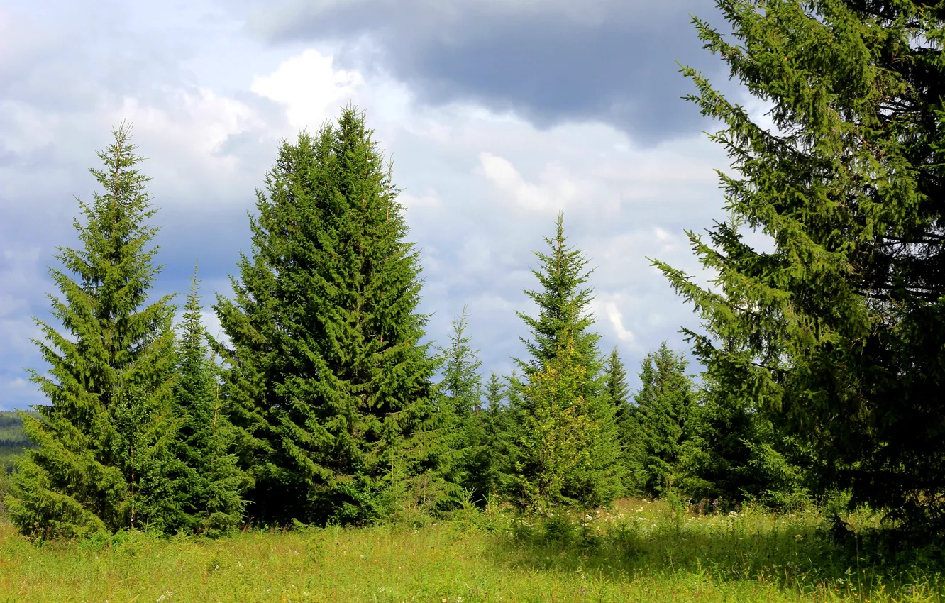 Photo wallpaper greens, summer, grass, trees, glade, Russia, Ural