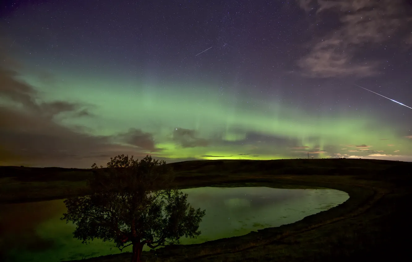 Photo wallpaper the sky, stars, trees, nature, Northern lights