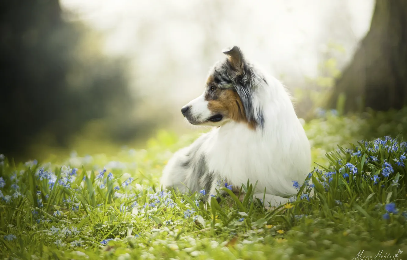 Photo wallpaper nature, background, dog