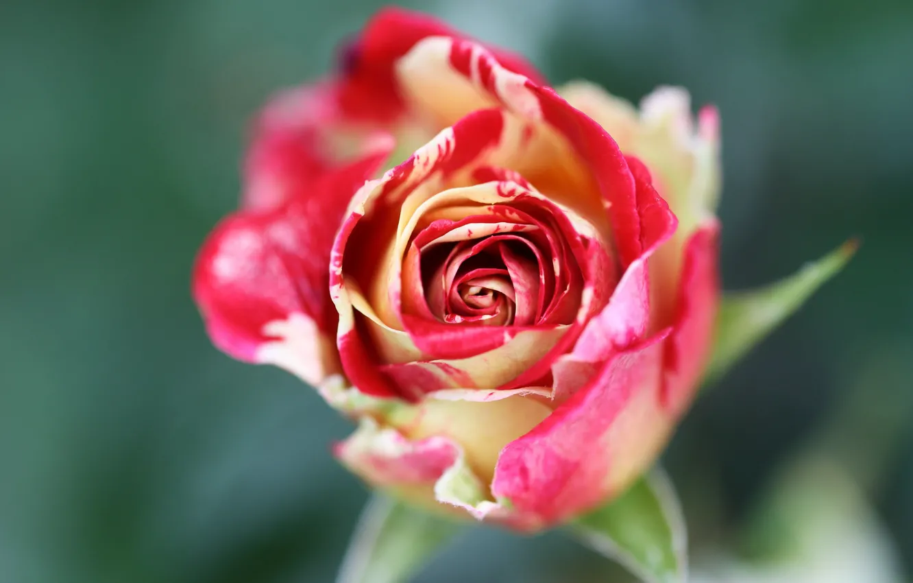 Photo wallpaper flower, background, rose, blur, Bud, two-tone, motley