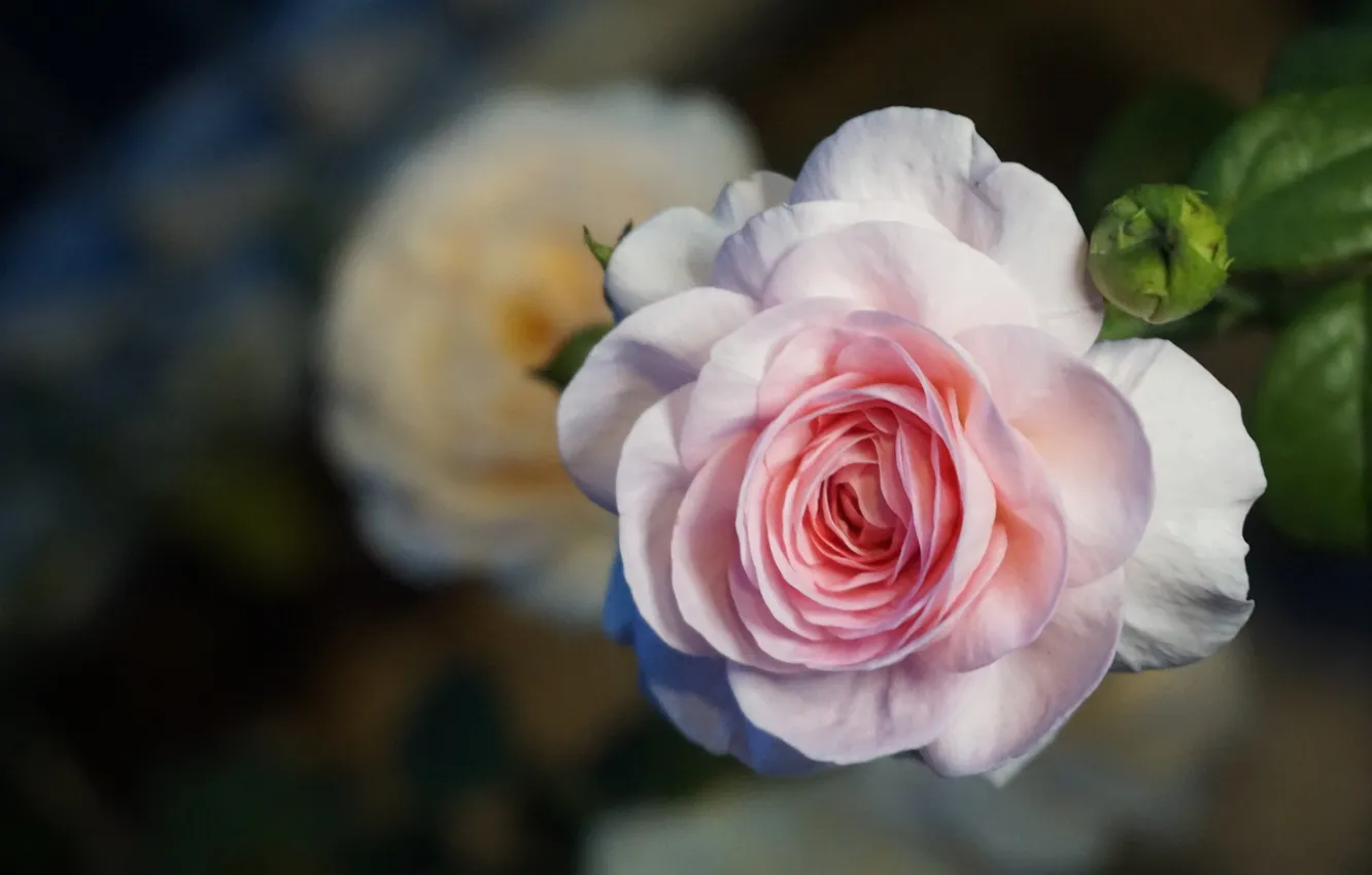 Photo wallpaper macro, flowers, roses, pink, bokeh