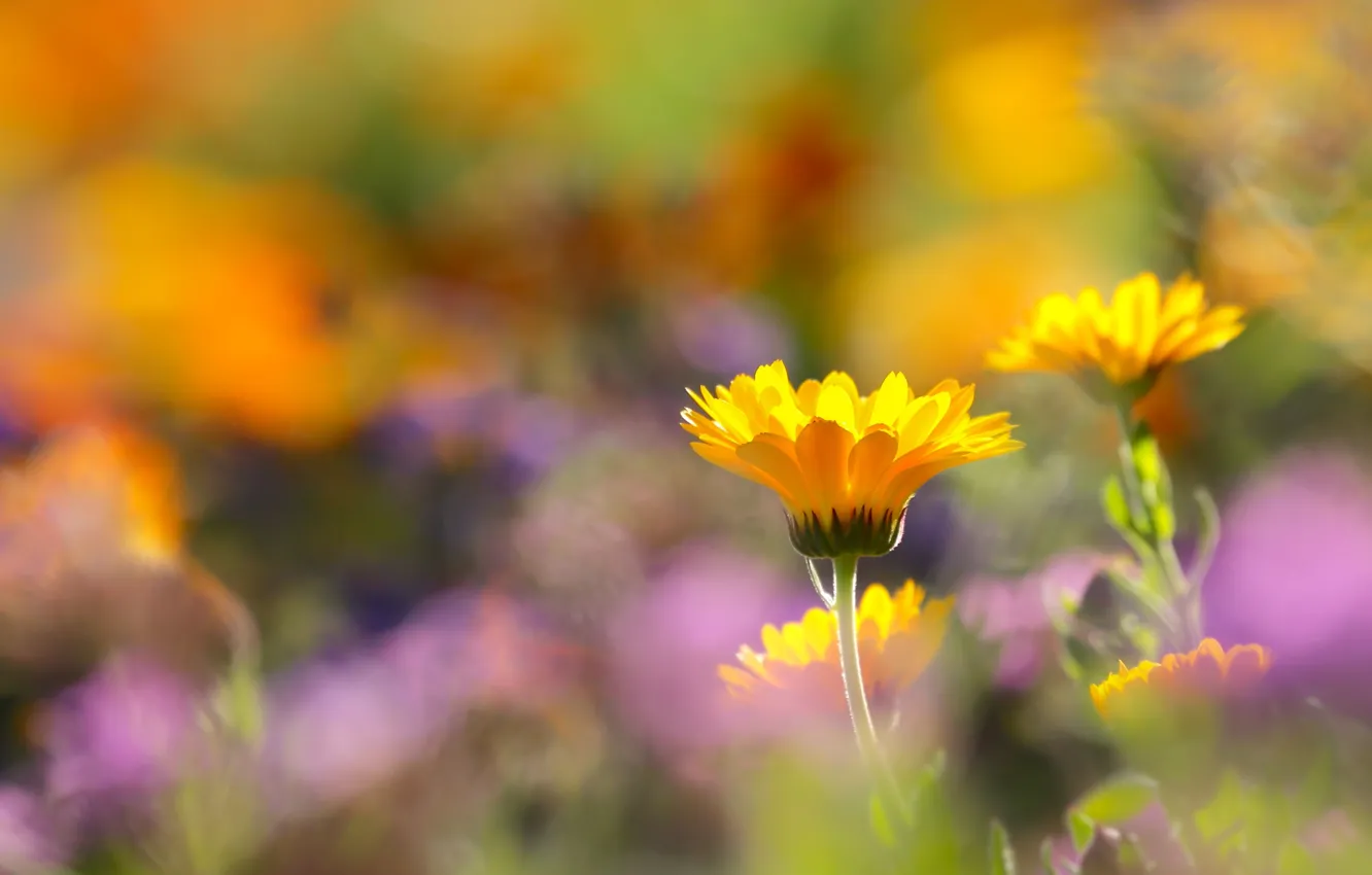 Photo wallpaper flowers, yellow, bokeh, calendula