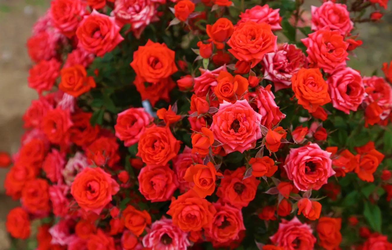 Photo wallpaper flowers, red, roses, garden, a lot, bokeh, rose Bush