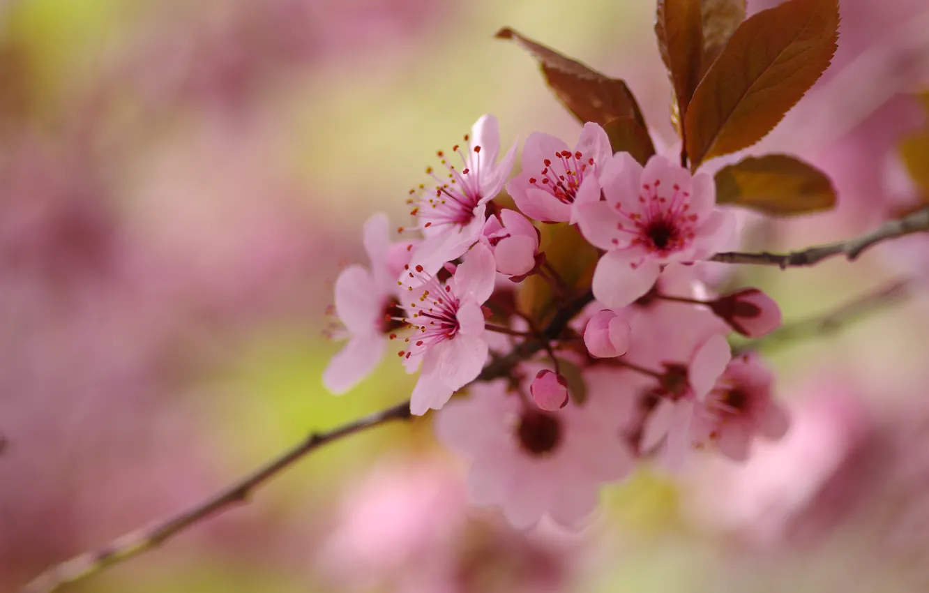 Photo wallpaper flowers, branches, cherry, background, blur, spring, Sakura, pink